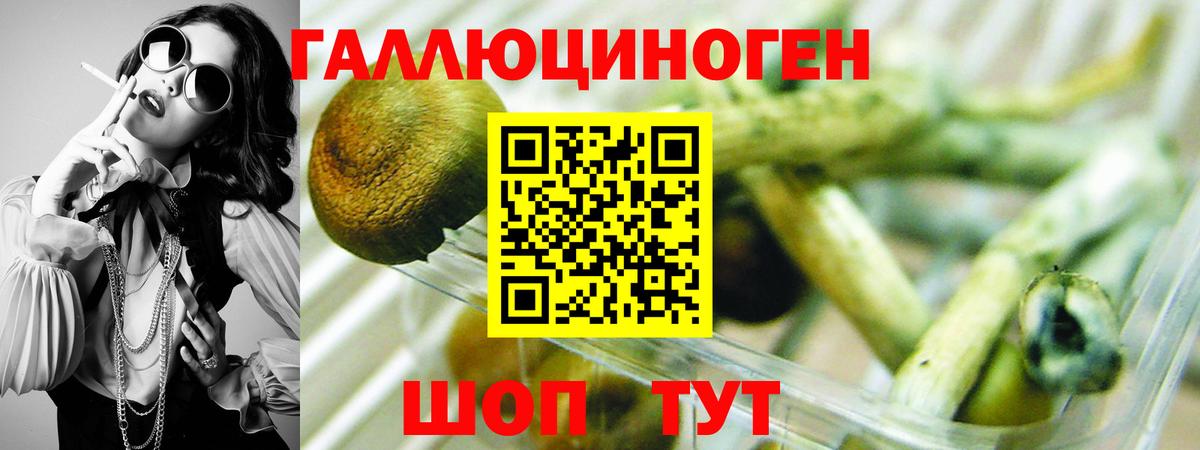 Псилоцибиновые грибы Cubensis Краснодар